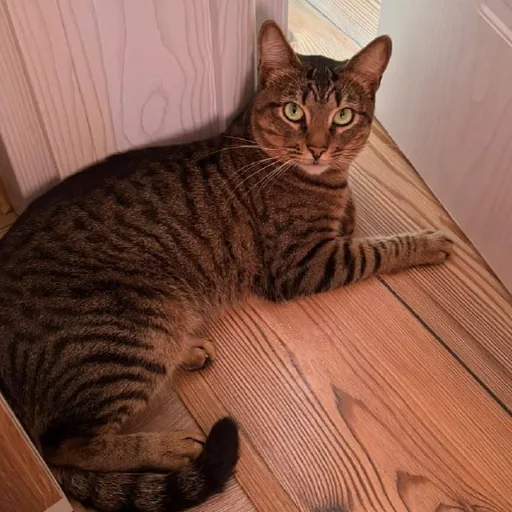 Cat to a loving home