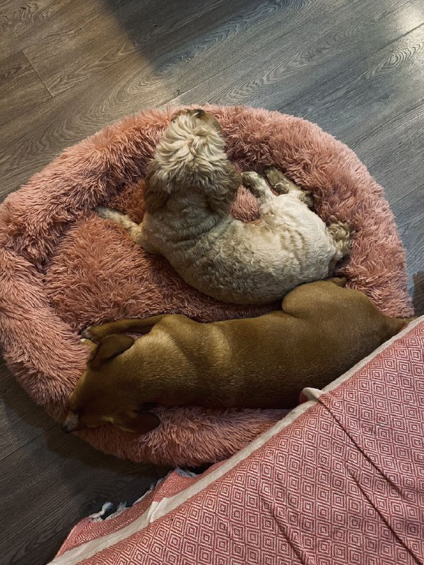 Лежанки для собак и кошек разные размеры 6