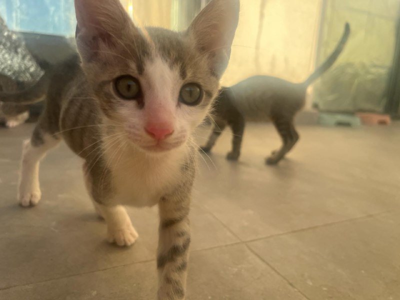 Котенок Дымок бело-серый таби 2