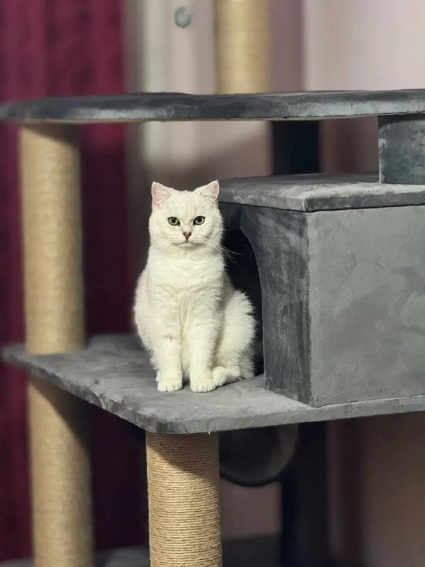 Британский кот 9 месяцев 2