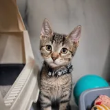 Котята 2