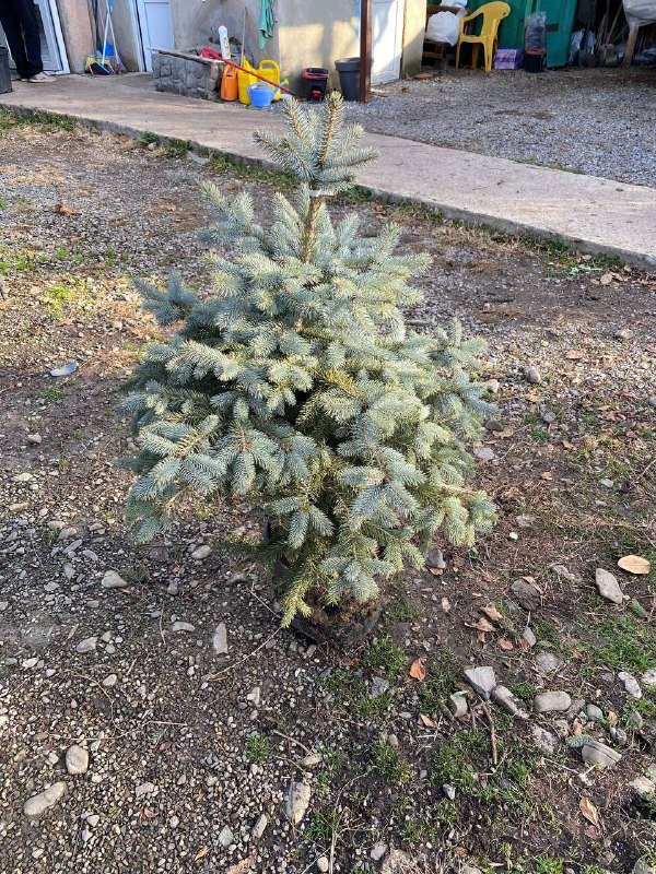 Ёлка пышная 120-130 см 3