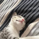 Котенок Лео 5