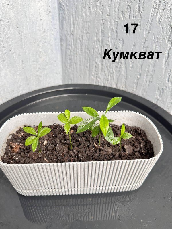 Комнатные и балконные растения 4