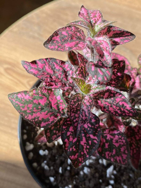 Гипоэстес разных цветов