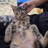 Котенок Маруся 5