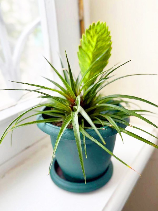 Цветы комнатные растения с горшками и кашпо 4