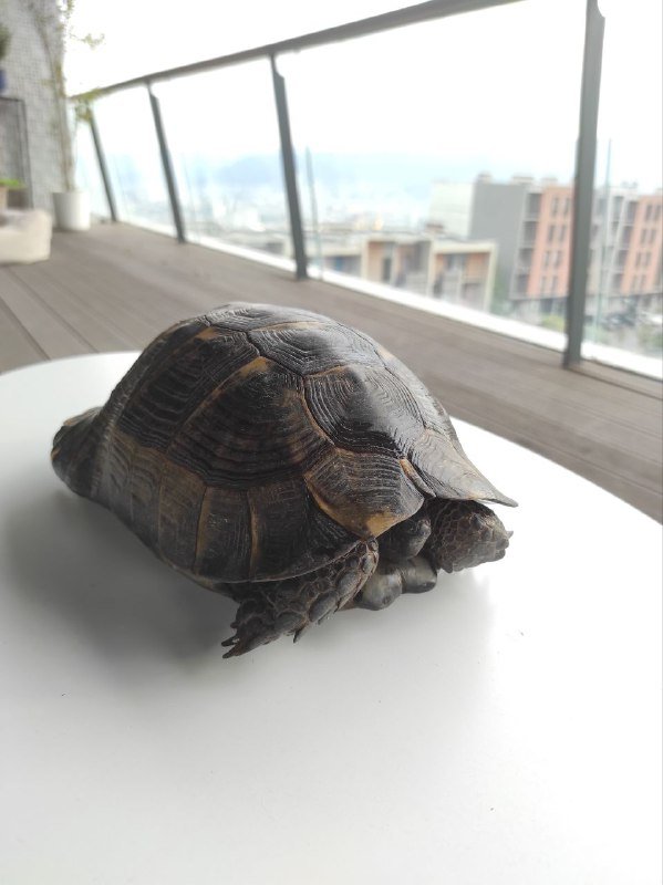 Средиземноморская черепаха ищет хозяина 2
