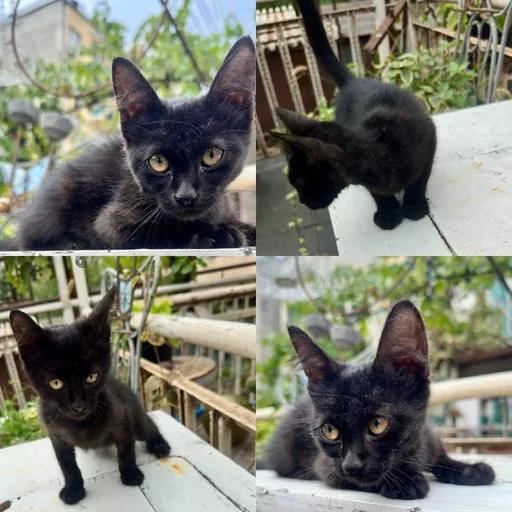 Маленькая чёрная кошечка