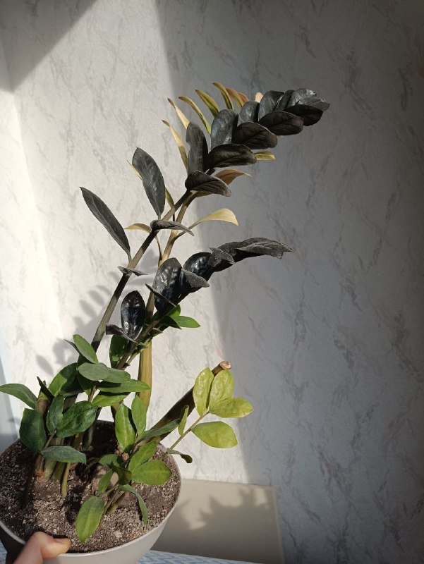 Алоэ вера, Крассула, Замиокулькас растения 8