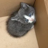 Котята 8