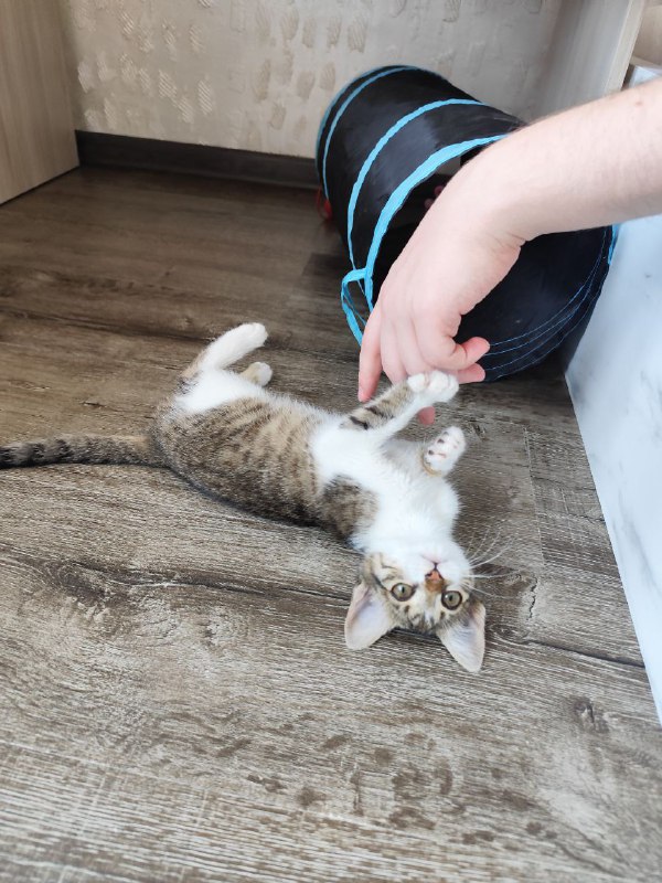 Котята Киси и Твиши ищут хозяев 10