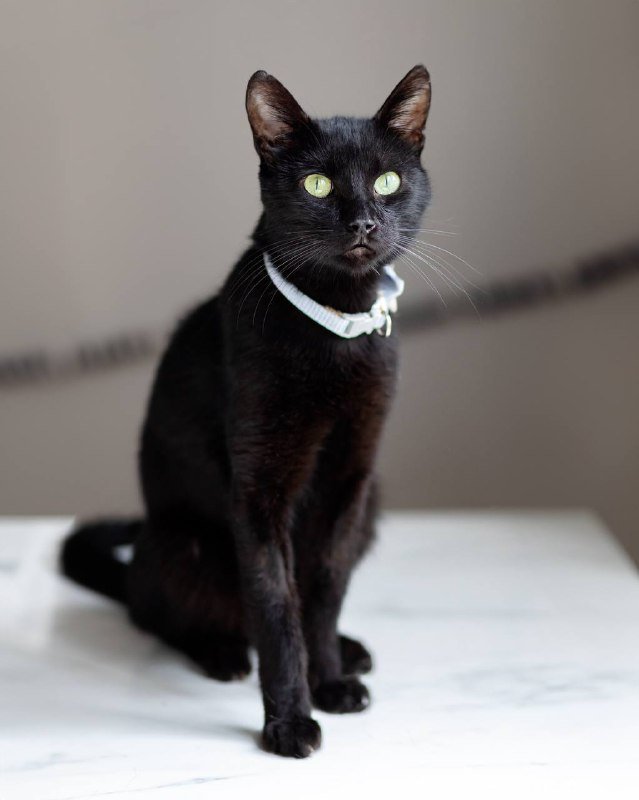 Взрослый черный кот Мистер Фрэнк в поисках дома 4