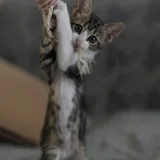 Кошечка Элли ищет дом 3