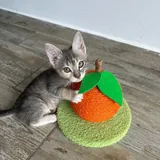 Котёнок Лея 3