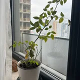Комнатные цветы 7
