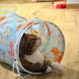Кошечка Кичи 2