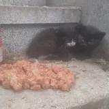 Котята 3