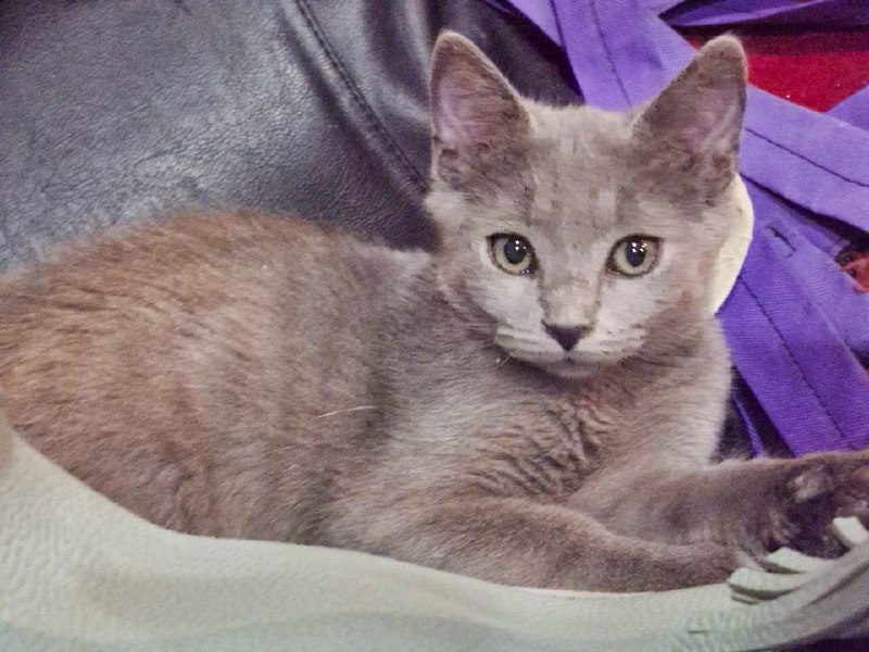 котёнок Иви дымчатый мальчик для дома, около 3 месяцев 4