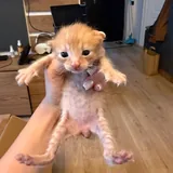 Котята 2