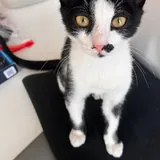 Котёнок Шуфа 3