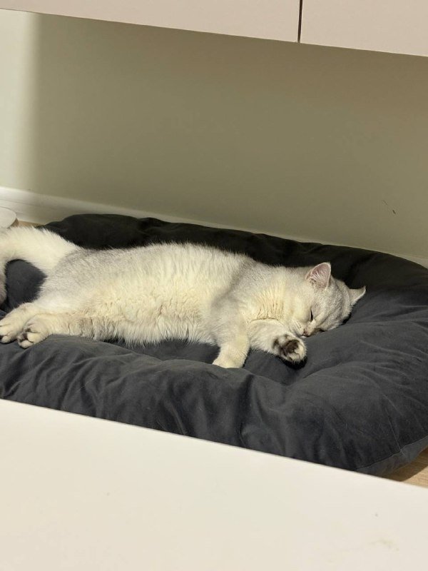 серебристая британская шиншилла котик с документами 2