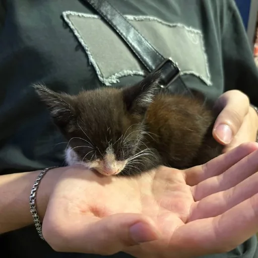 Котенок