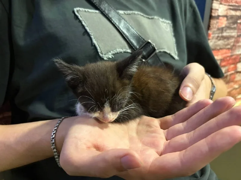 Котенок