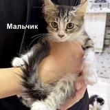 Котята 3