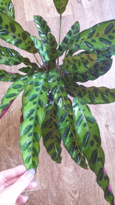 Папоротник, Филодендрон, Калатея, Арека 3