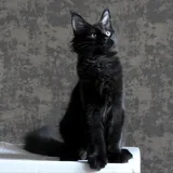 Котята мейн-кун, щенки мареммы 3