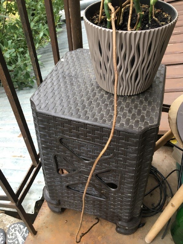 Монстера, Авокадо, Аптения растения 2