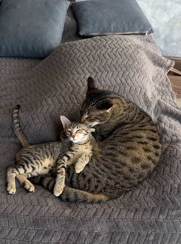 Игривая кисонька 3 месяца, здоровая, с вакцинацией 2