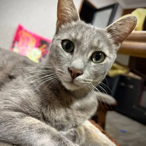 Кот Веня