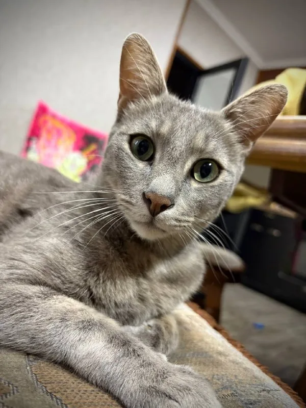 Кот Веня 1
