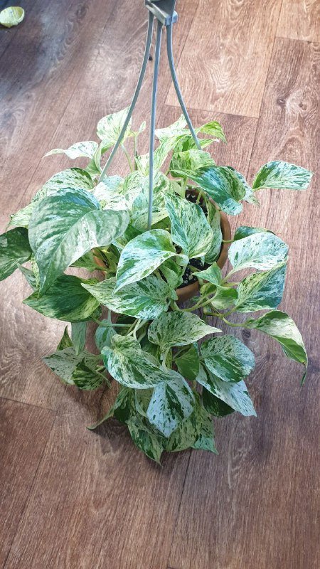 Драцена, Филодендрон, Хеппи лив, Диффенбахия, Аглаонема, Нолина, Сциндапсус, Монстера, Марбл квин, Сансевиерия 9