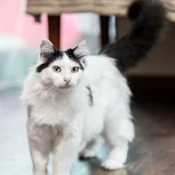 Кошка 5