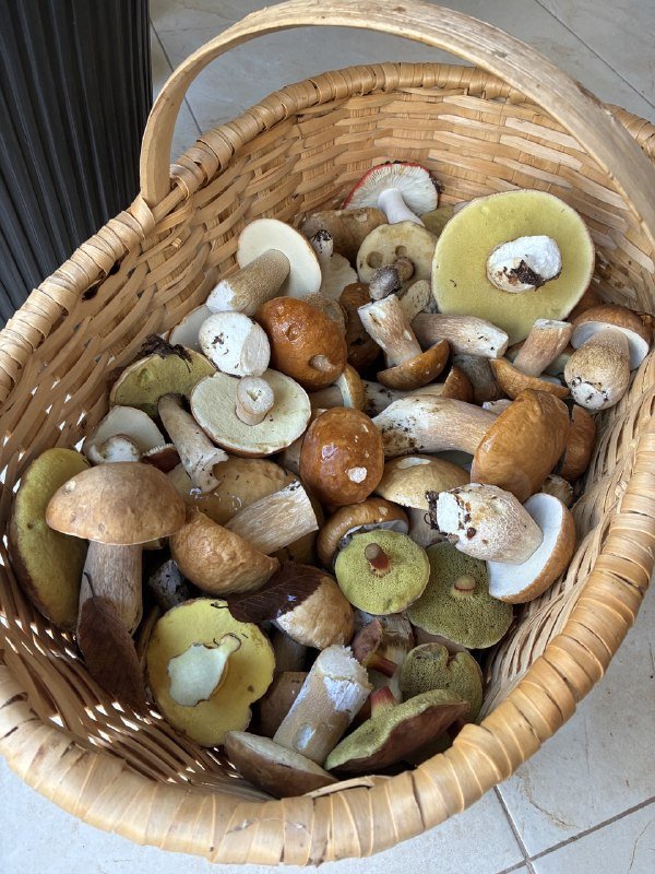 Белые грибы