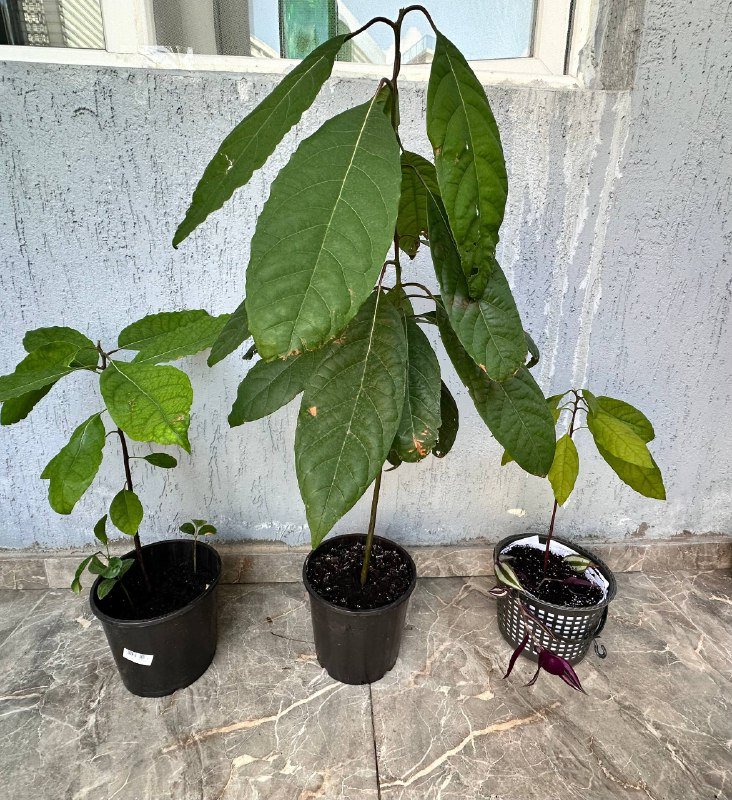 Комнатные и балконные растения 9