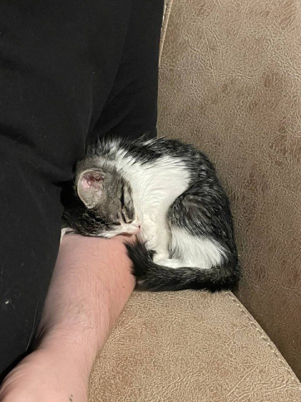 котенок молодой ищет дом