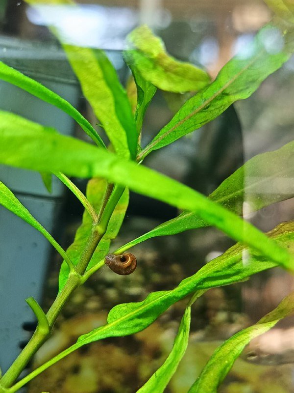 Аквариумные улитки (катушки, физы, мелании) бесплатно