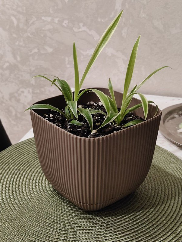 Хлорофитум 2 цветочка в горшке