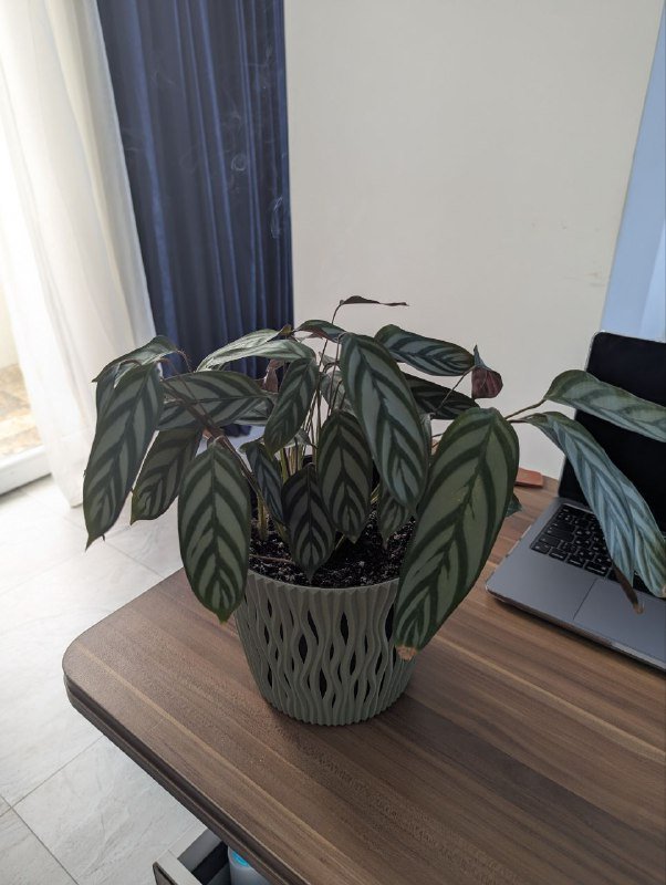 Калатея, Традесканция, Алое большой, Алое поменьше 3