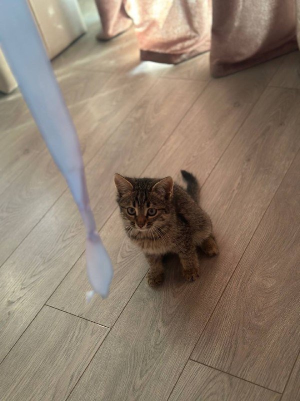 2-месячный котенок девочка Тигра 2