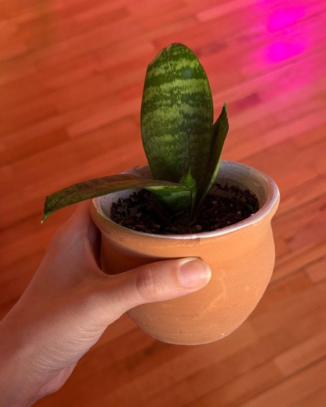 Малышки сансевиерии в керамических горшочках