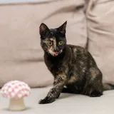 Кошка Чепуха 4