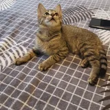 Котенок табби, девочка 3