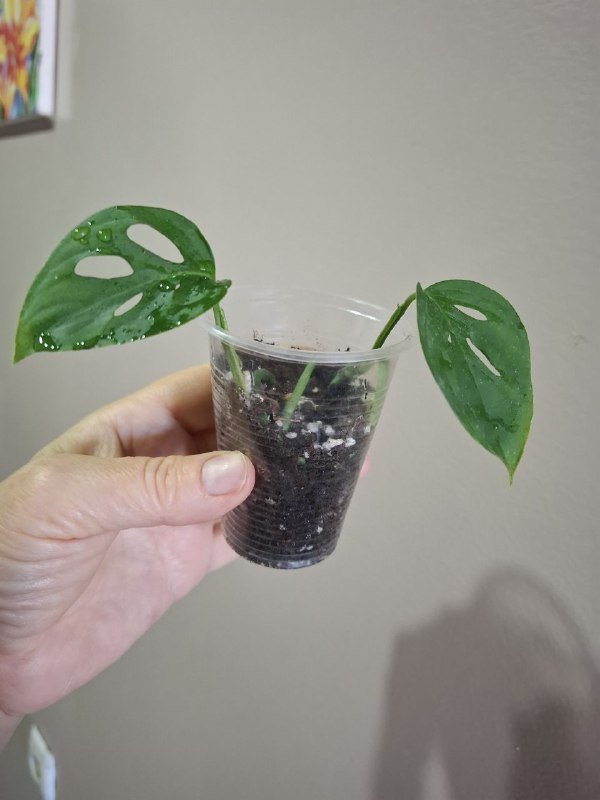 Аспарагус, рафидофора монстера, перец, хлорофитум, суккуленты, папоротник, мини монстера 9