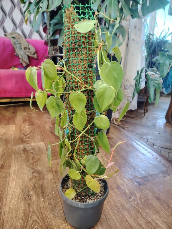 Комнатные растения 2