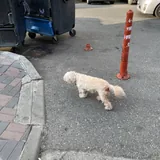 Собака в добрые руки 4